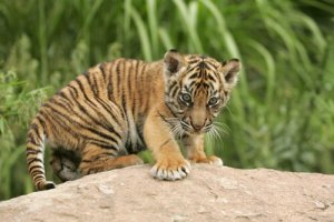 Conheça 10 dos filhotes mais fofos do reino animal