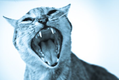 Fobia de gatos: o que é e como agir