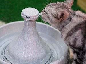 Como funciona a fonte de água para gatos?