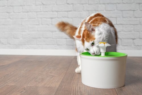 Componentes e funcionamento da fonte de água para gatos