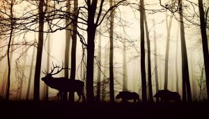 O ser humano influencia no surgimento de câncer em animais selvagens?