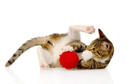 Gato brincando e se divertindo