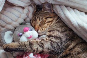 Fases do sono dos gatos