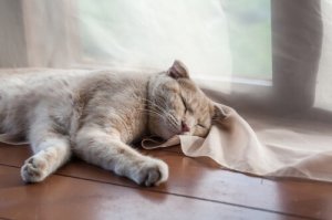 Quando você deve se preocupar com o ronco do gato?
