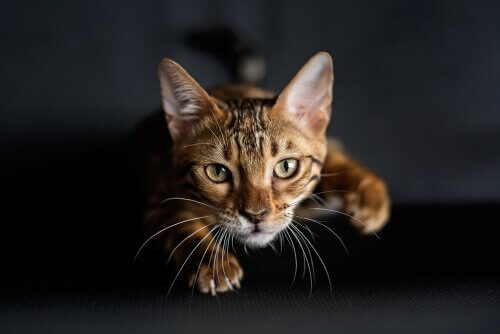 Como os gatos aprendem a caçar