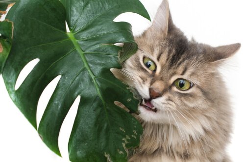 Quais são as plantas mais venenosas para os animais de estimação?