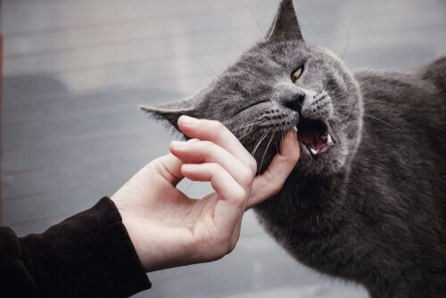 O que fazer quando um gato ataca com frequência?