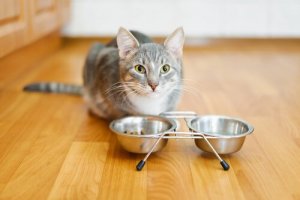 O que fazer quando o gato não come?