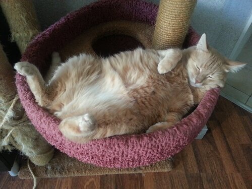 É normal um gato roncar?