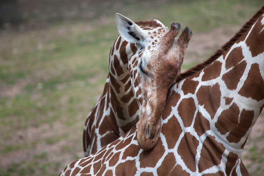 filhote de girafa com a mãe
