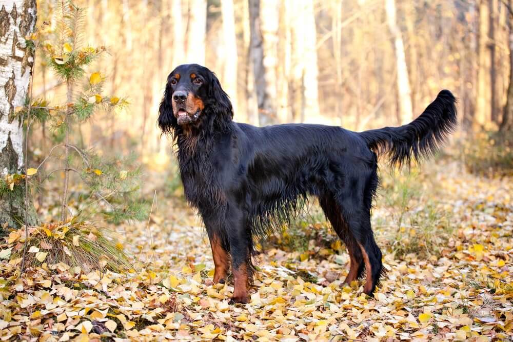 Setter Gordon, o mais elegante entre os cães escoceses