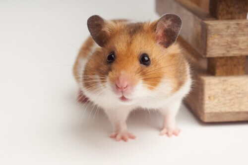 Reprodução do seu hamster