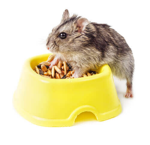 A alimentação do hamster