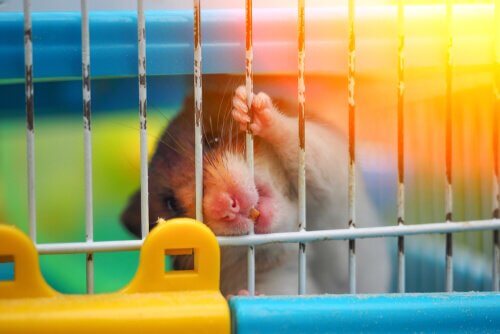 O que fazer diante de um hamster mordendo a jaula?