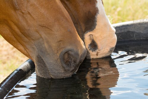 A hidratação, um fator fundamental para os cavalos