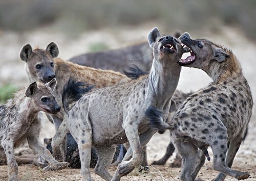 Animais perigosos: hienas