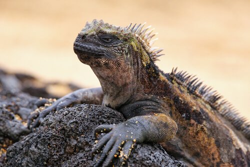 Conheça a iguana-marinha dos Galápagos
