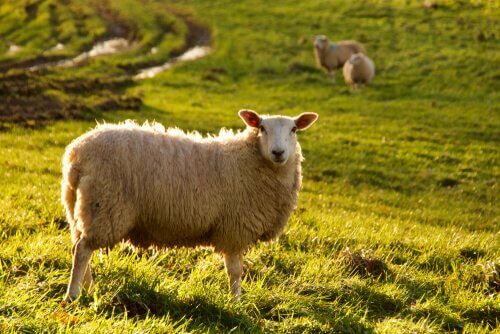 Inteligência das ovelhas