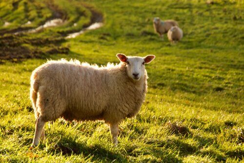 Inteligência das ovelhas