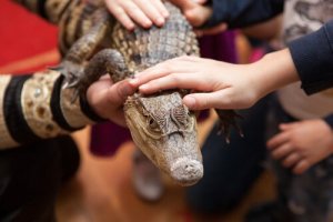 Animais de estimação perigosos para ter em casa