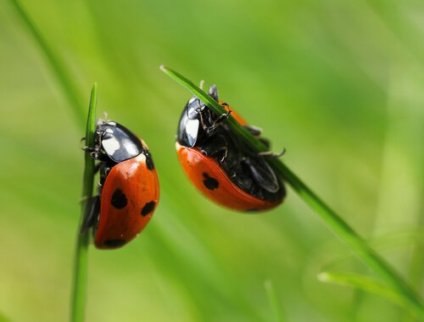 Curiosidades sobre os besouros que você não conhecia