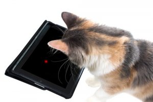 7 opções de jogos de tablet para gatos