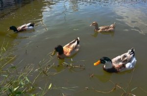 Descubra como montar uma lagoa para patos