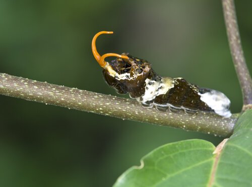 Larva de borboleta 