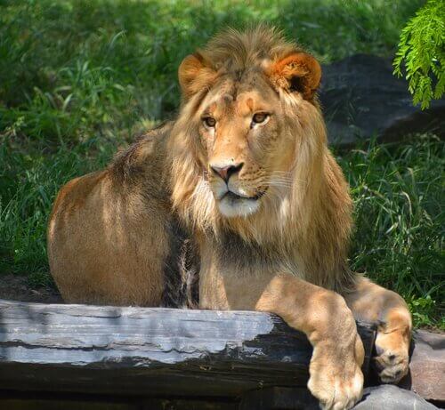 As mais espetaculares reservas de leões africanos