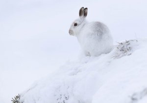 Lebre do ártico: características, comportamento e habitat