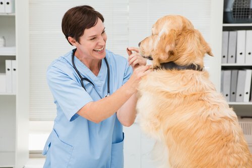 Sintomas da leishmaniose canina