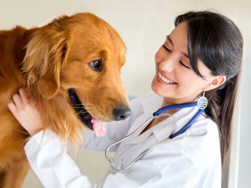 Leishmaniose em cachorros: sintomas, prevenção e tratamento