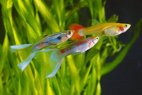 A luz artificial é capaz de mudar o comportamento dos peixes?