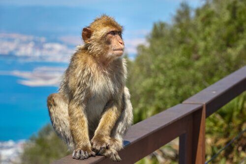A história do macaco de Gibraltar