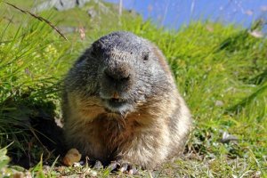 Conheça os hábitos da marmota alpina