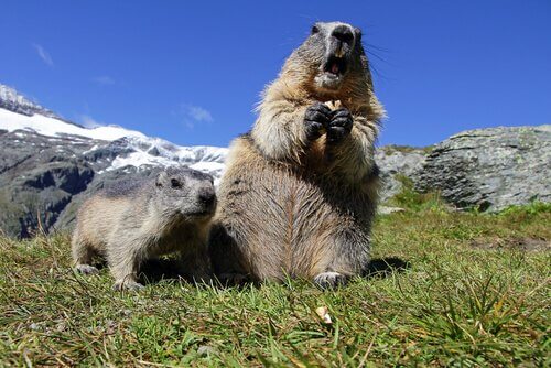 Marmota alpina e seu filhote
