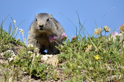 Marmota alpina e seu habitat