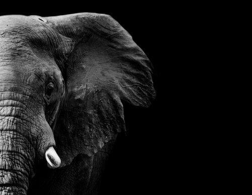 Memória do elefante: mitos e verdades