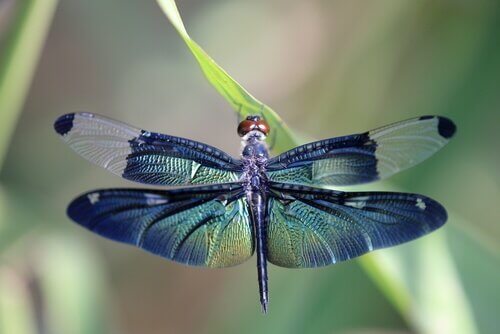 Metamorfose da libélula: saiba mais sobre este processo