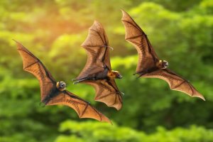 Os morcegos de Madagascar correm perigo