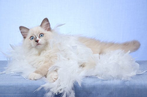 5 coisas que você deve saber sobre a troca de pelos dos gatos
