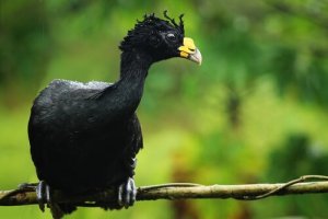 O mutum-grande: características e mecanismos de adaptação