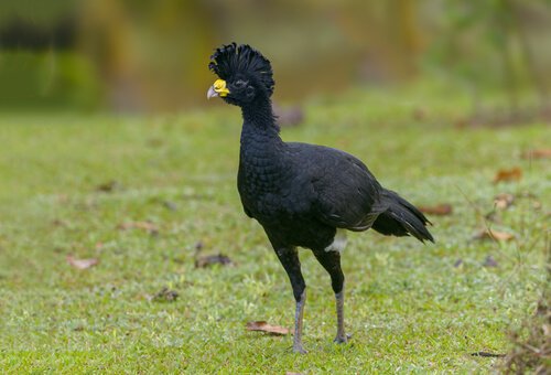 Uma ave de florestas tropicais