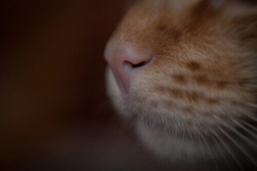 O nariz do gato
