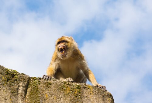 Macaco de gibraltar em rocha