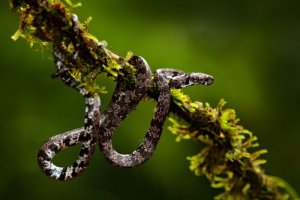 O que as serpentes descobertas no Equador comem?