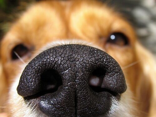nariz dos cães