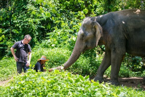 ONG que cuida de elefantes