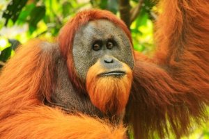 O orangotango de Sumatra: características físicas