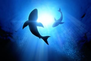 Por que as orcas atacam tubarões na África do Sul?